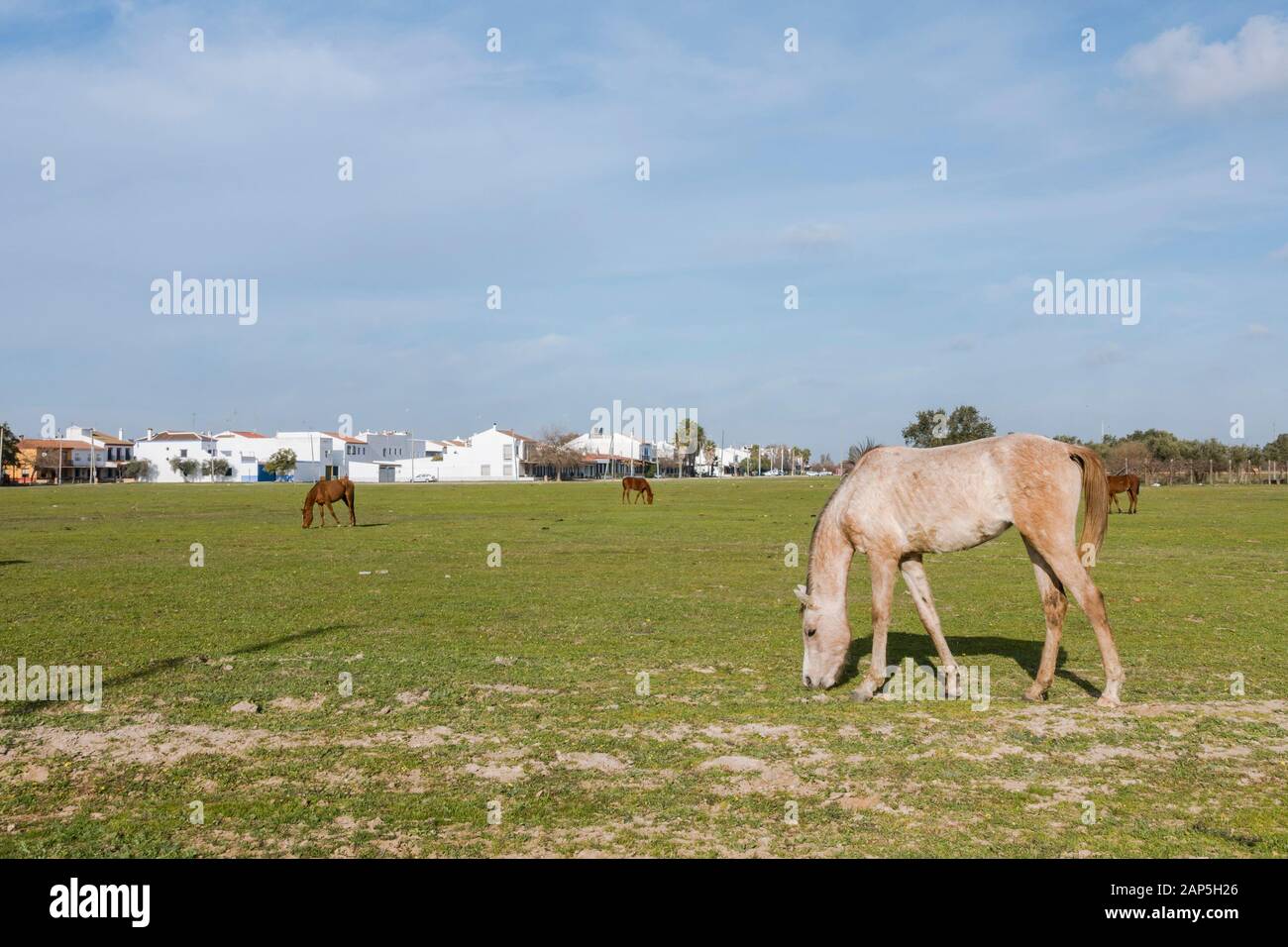 Pferde weideten um El Rocio, Nationalpark Doñana, Huelva, Spanien. Stockfoto