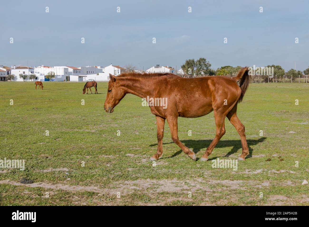 Pferde weideten um El Rocio, Nationalpark Doñana, Huelva, Spanien. Stockfoto