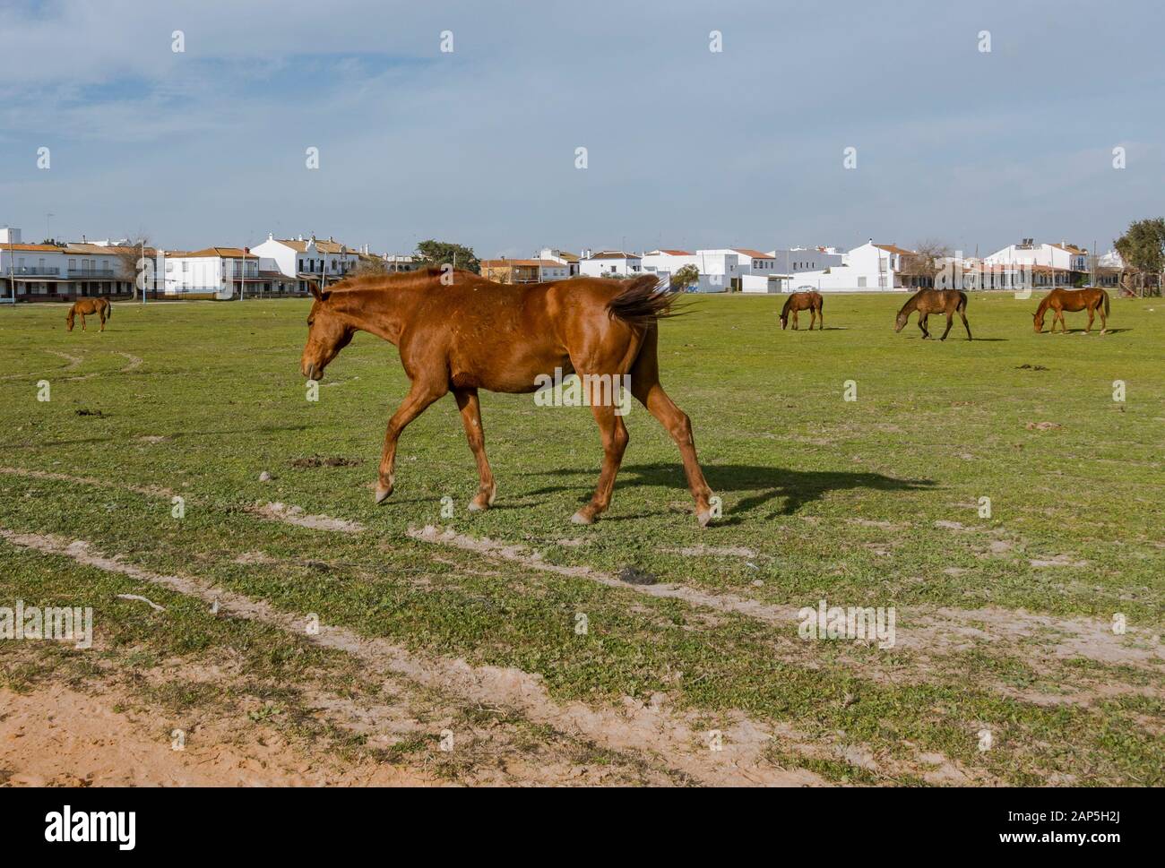 Pferde weideten um El Rocio, Nationalpark Doñana, Huelva, Spanien. Stockfoto