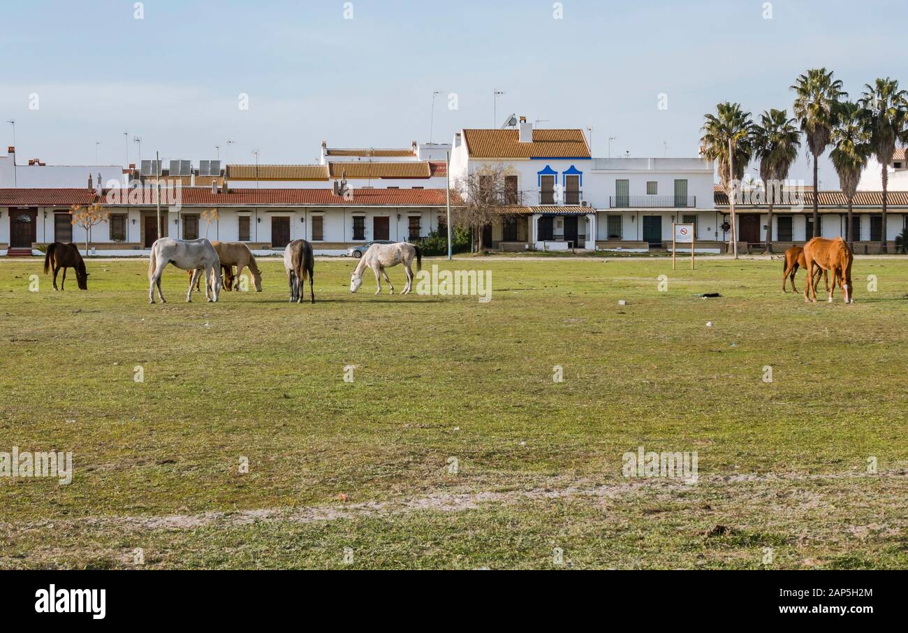 Pferde weideten um El Rocio, Nationalpark Doñana, Huelva, Spanien. Stockfoto