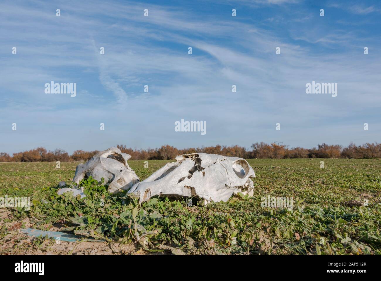 Zwei Pferdeschädel liegen auf einem Feld, im Coto Doñana Nationalpark, Spanien. Stockfoto