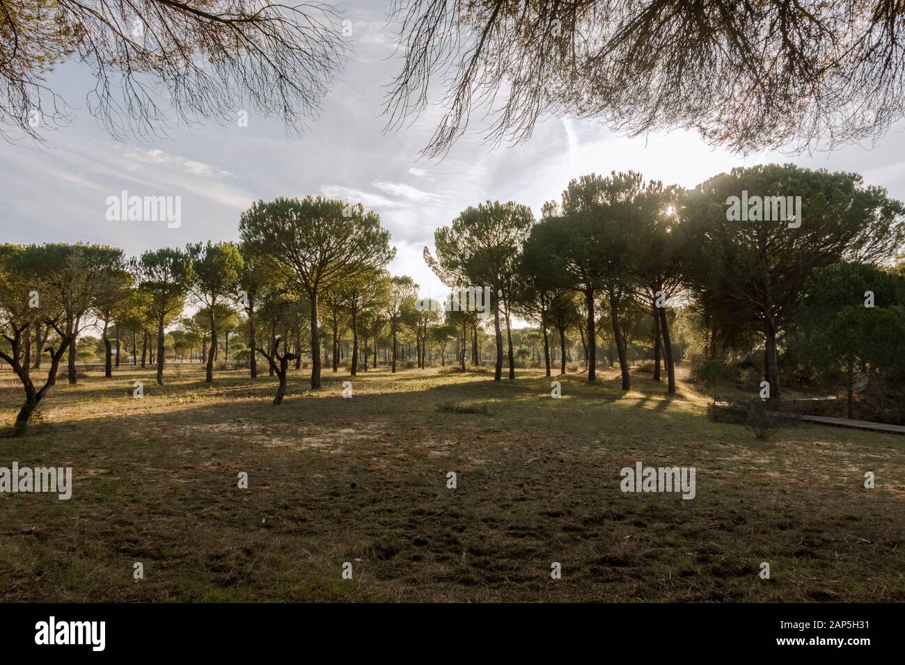 Typische Landschaft mit Dachbinen im Nationalpark Doñana, Besucherzentrum La Rocina, Huelva, Andalucia, Spanien. Stockfoto