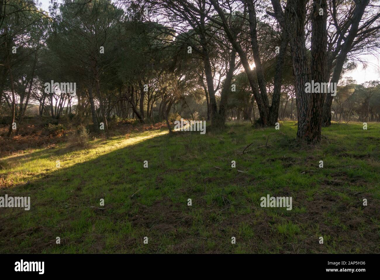 Typische Landschaft mit Dachbinen im Nationalpark Doñana, Besucherzentrum La Rocina, Huelva, Andalucia, Spanien. Stockfoto