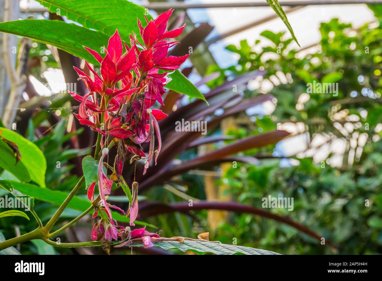 Brasilianische rote Kloakenblüten in verschließbarem, tropischem Zierstrauch aus Amerika Stockfoto