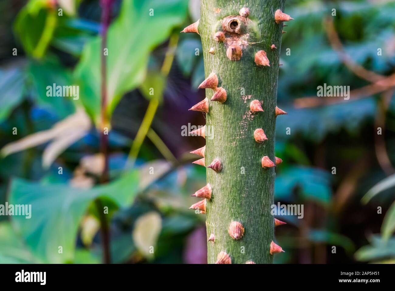 Details des Stammes eines Seidenfloßbaums, Dornigen Pflanzenstamms, tropische Spezia aus Amerika Stockfoto