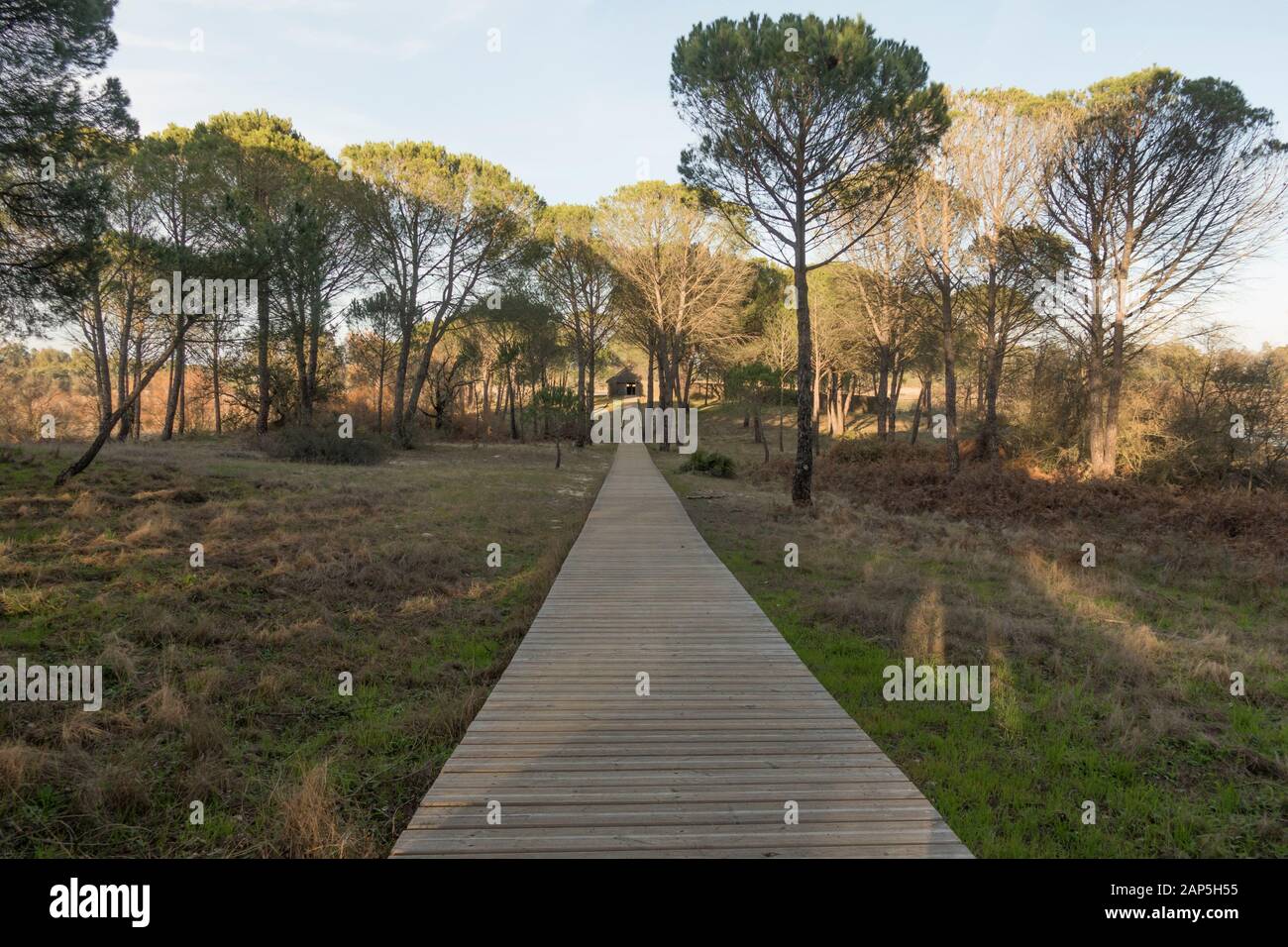 Holzstege, die zu Vogelhäuschen im Nationalpark Doñana, Besucherzentrum La Rocina, Huelva, Andalucia, Spanien führen. Stockfoto