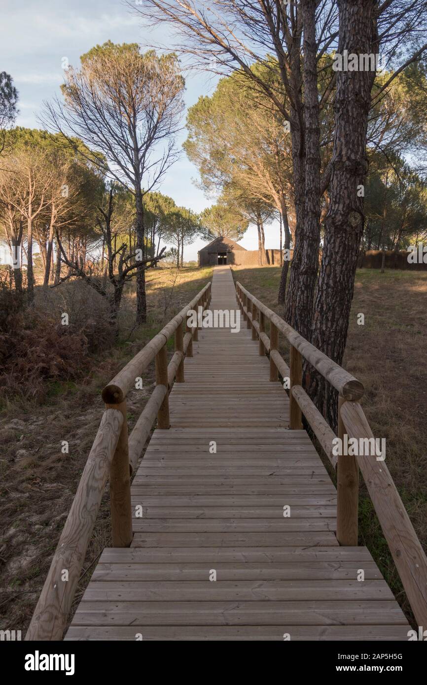 Holzstege, die zu Vogelhäuschen im Nationalpark Doñana, Besucherzentrum La Rocina, Huelva, Andalucia, Spanien führen. Stockfoto