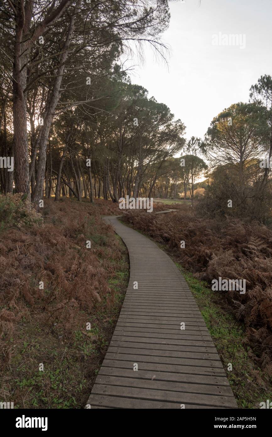Holzstege im Nationalpark Doñana, Besucherzentrum La Rocina, Huelva, Andalucia, Spanien. Stockfoto