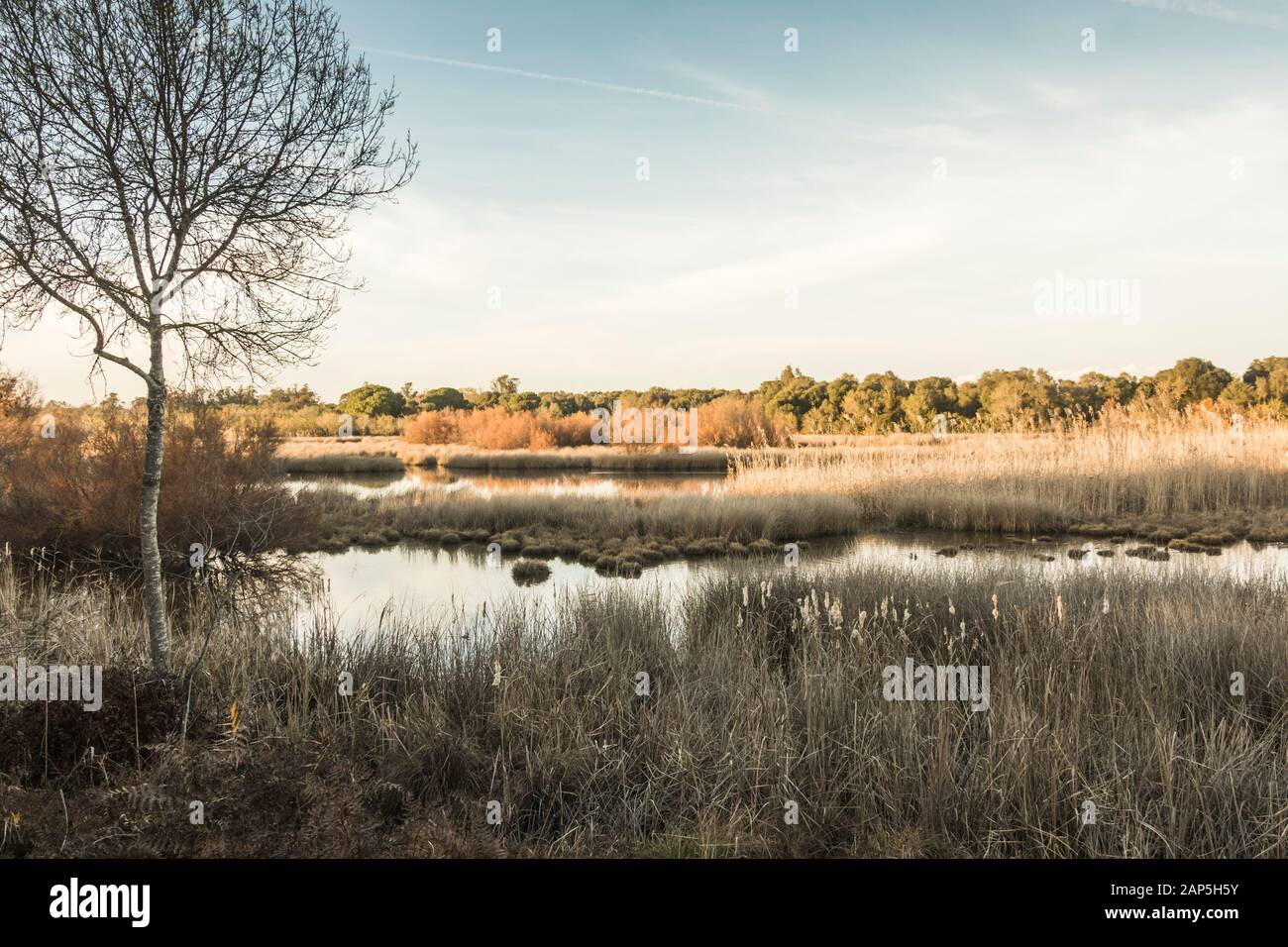 Lagunen im Besucherzentrum La Rocina im Nationalpark Doñana, Huelva, Andalucia, Spanien. Stockfoto