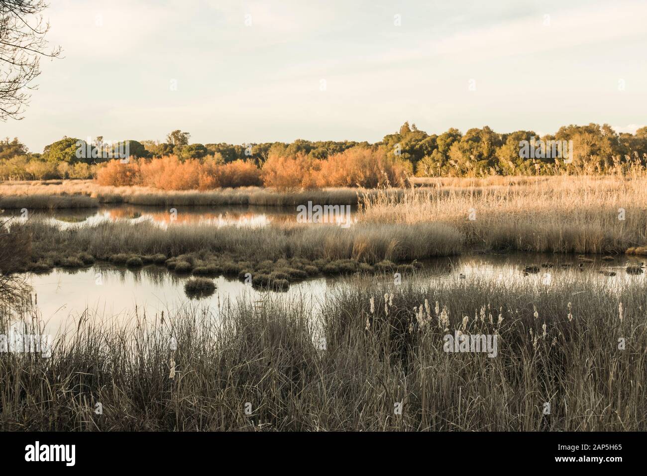 Lagunen im Besucherzentrum La Rocina im Nationalpark Doñana, Huelva, Andalucia, Spanien. Stockfoto