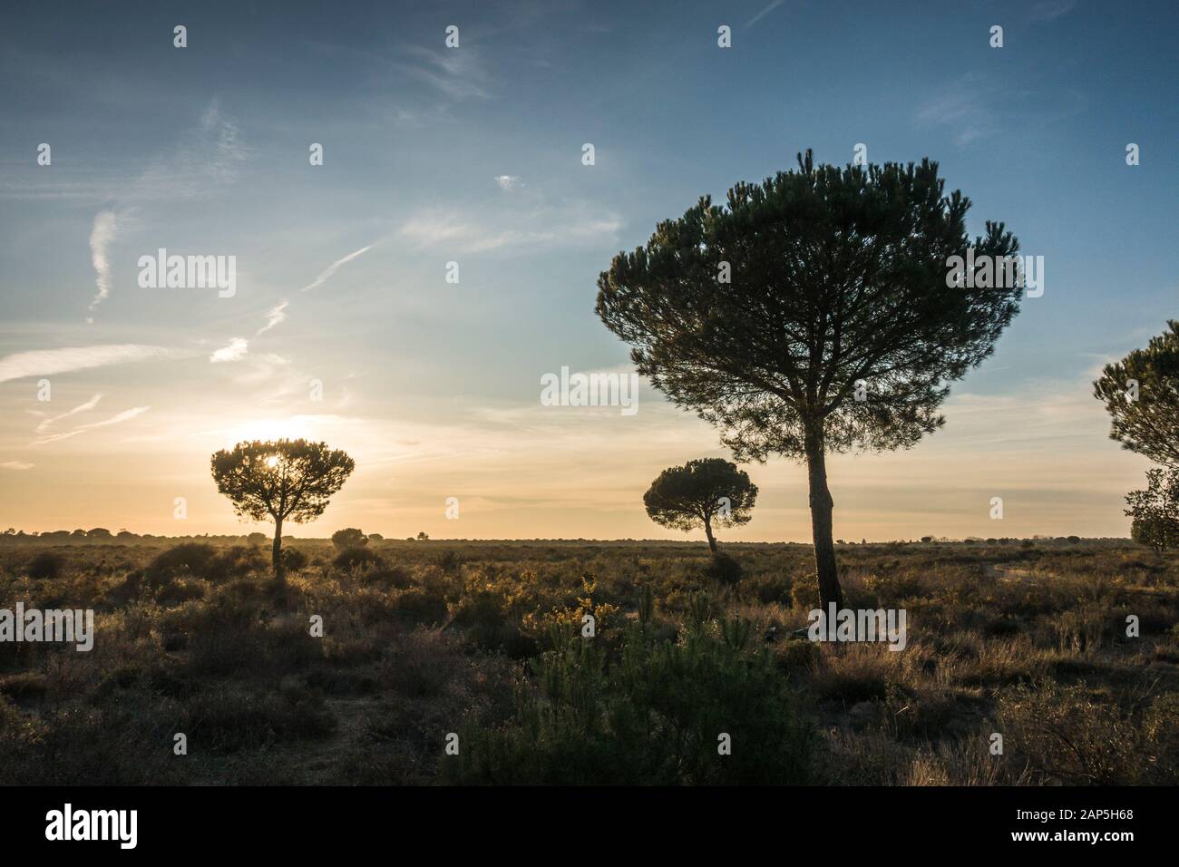 Typische Landschaft mit Dachbinen im Nationalpark Doñana, Besucherzentrum La Rocina, Huelva, Andalucia, Spanien. Stockfoto