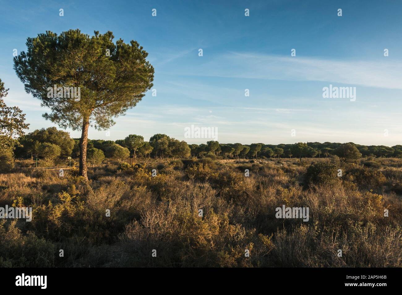 Typische Landschaft mit Dachbinen im Nationalpark Doñana, Besucherzentrum La Rocina, Huelva, Andalucia, Spanien. Stockfoto