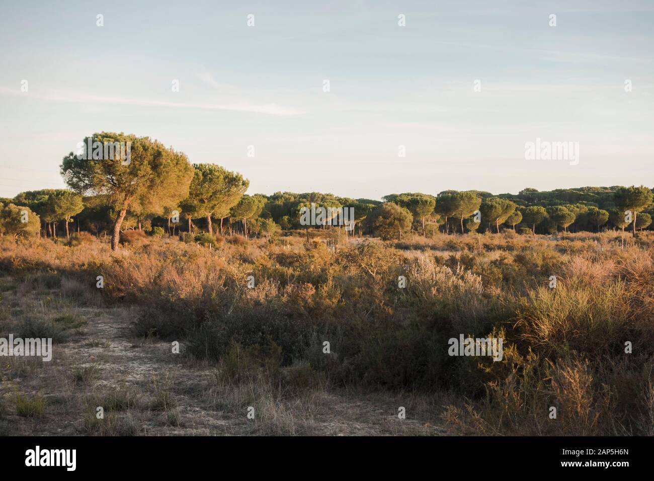 Typische Landschaft mit Dachbinen im Nationalpark Doñana, Besucherzentrum La Rocina, Huelva, Andalucia, Spanien. Stockfoto