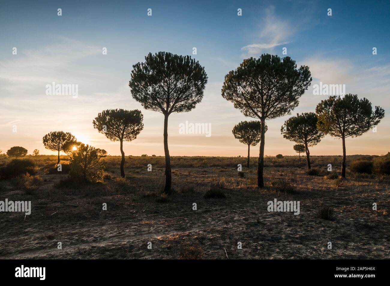 Typische Landschaft mit Dachbinen im Nationalpark Doñana, Besucherzentrum La Rocina, Huelva, Andalucia, Spanien. Stockfoto