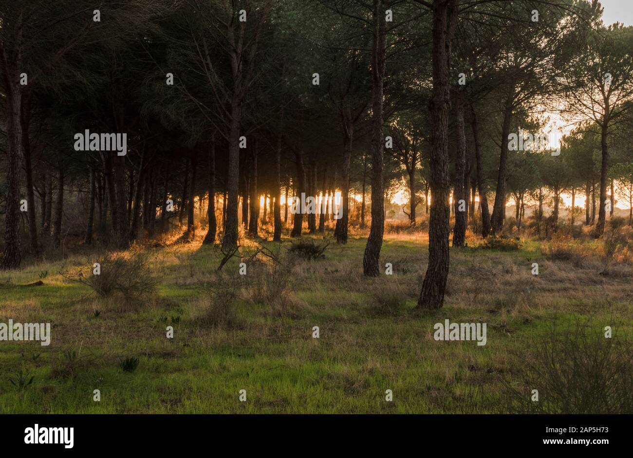 Typische Landschaft mit Dachbinen im Nationalpark Doñana, Besucherzentrum La Rocina, Huelva, Andalucia, Spanien. Stockfoto