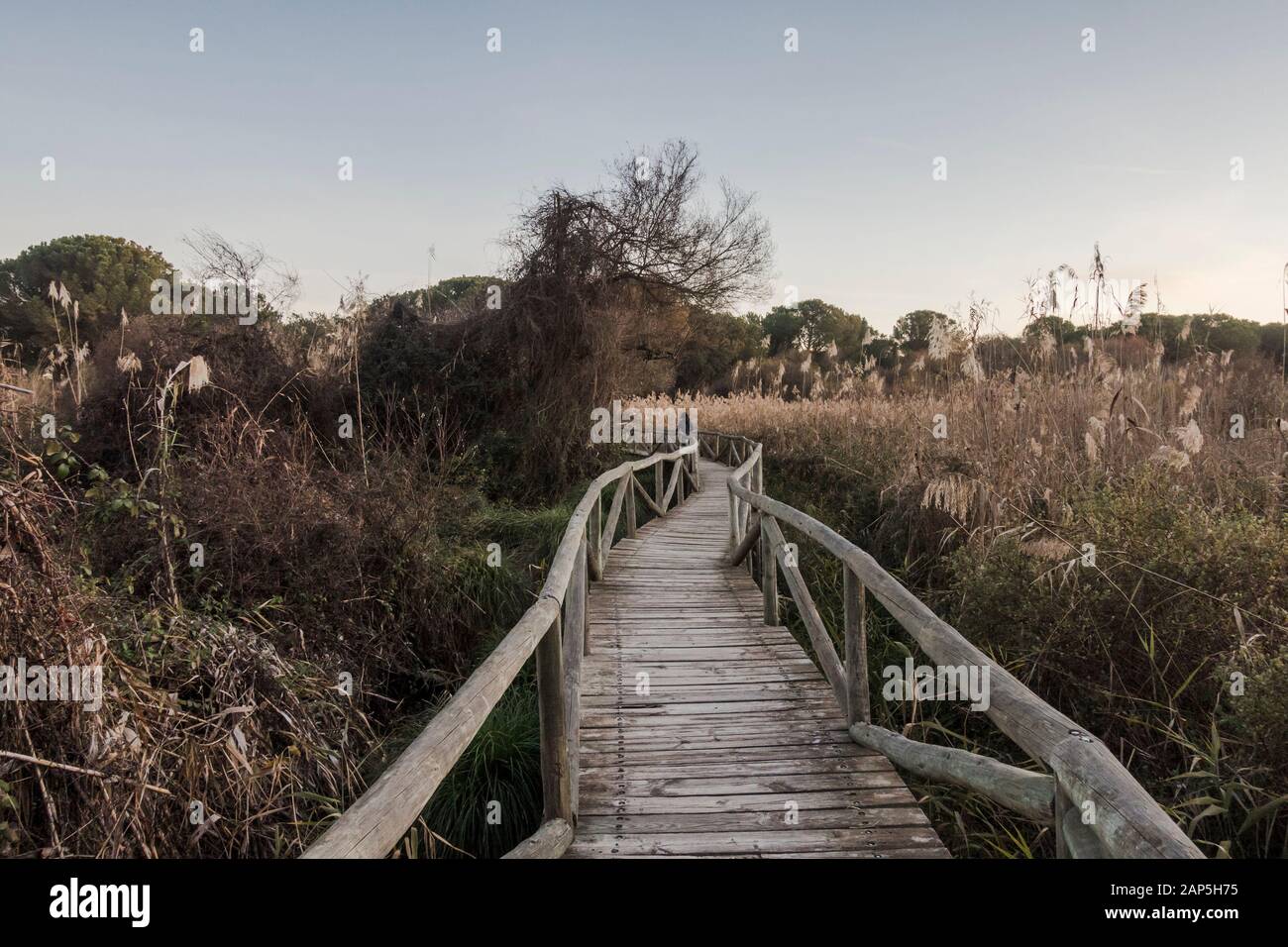 Holzstege mit Schilfbeeten, im Nationalpark Doñana, Besucherzentrum La Rocina, Huelva, Andalucia, Spanien. Stockfoto