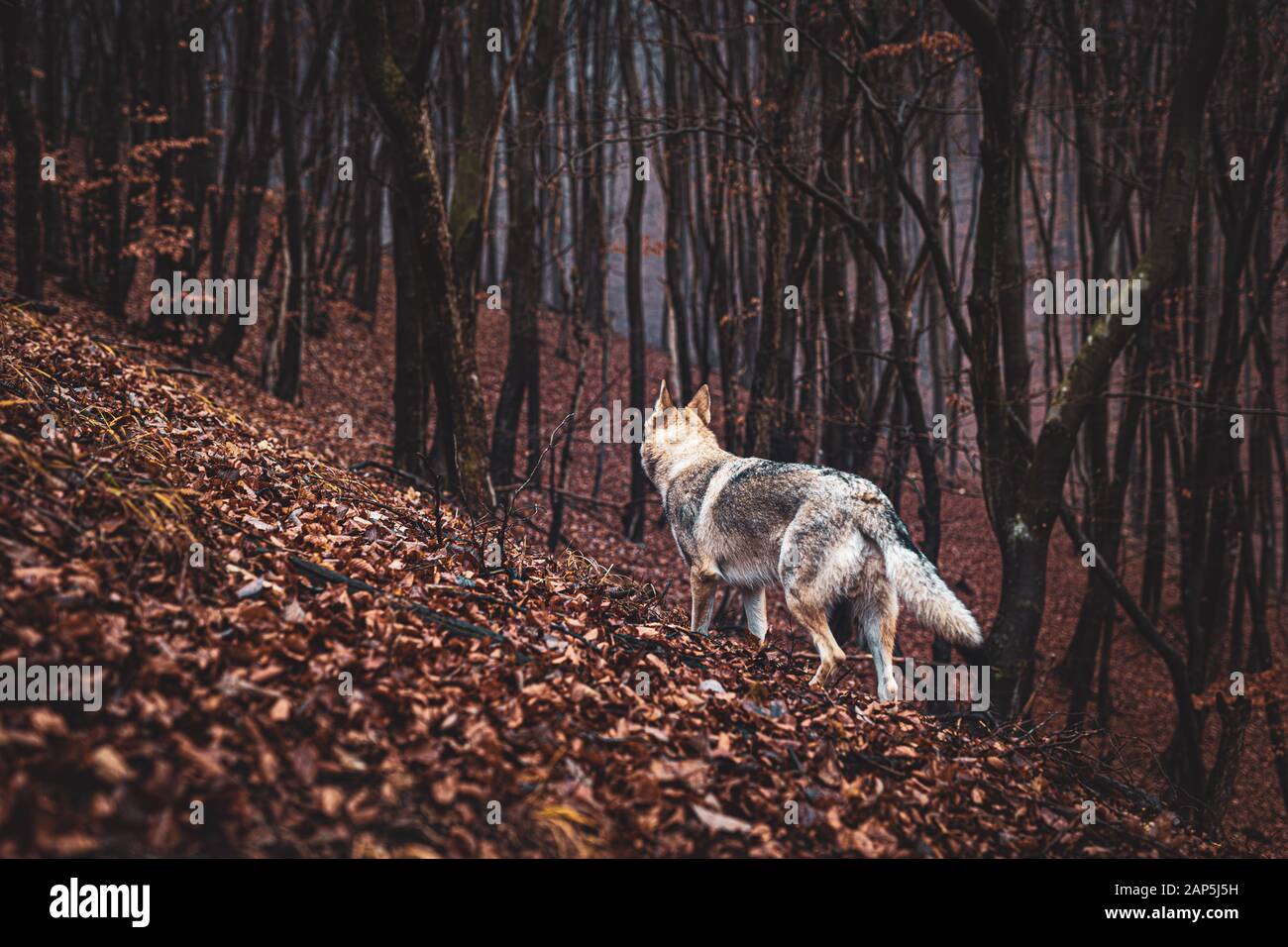 Tschechoslowakischer Wolfhund in wunderschöner Herbstnatur. Wolfhound. Stockfoto
