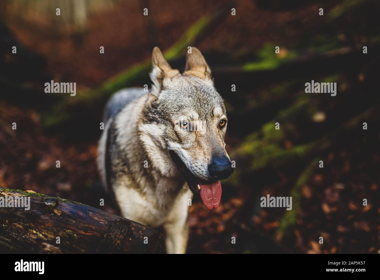 Tschechoslowakischer Wolfhund in wunderschöner Herbstnatur. Wolfhound. Stockfoto
