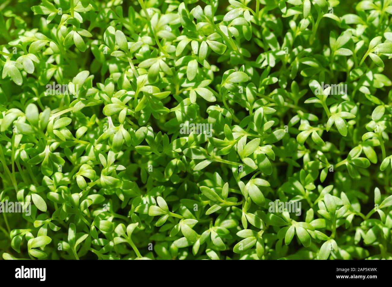 Gartenkresse Sprossen von oben, wächst im Sonnenlicht. Kresse, auch pepperwort oder peppergrass. Lepidium sativum, eine schnell wachsende genießbare Kraut. Stockfoto