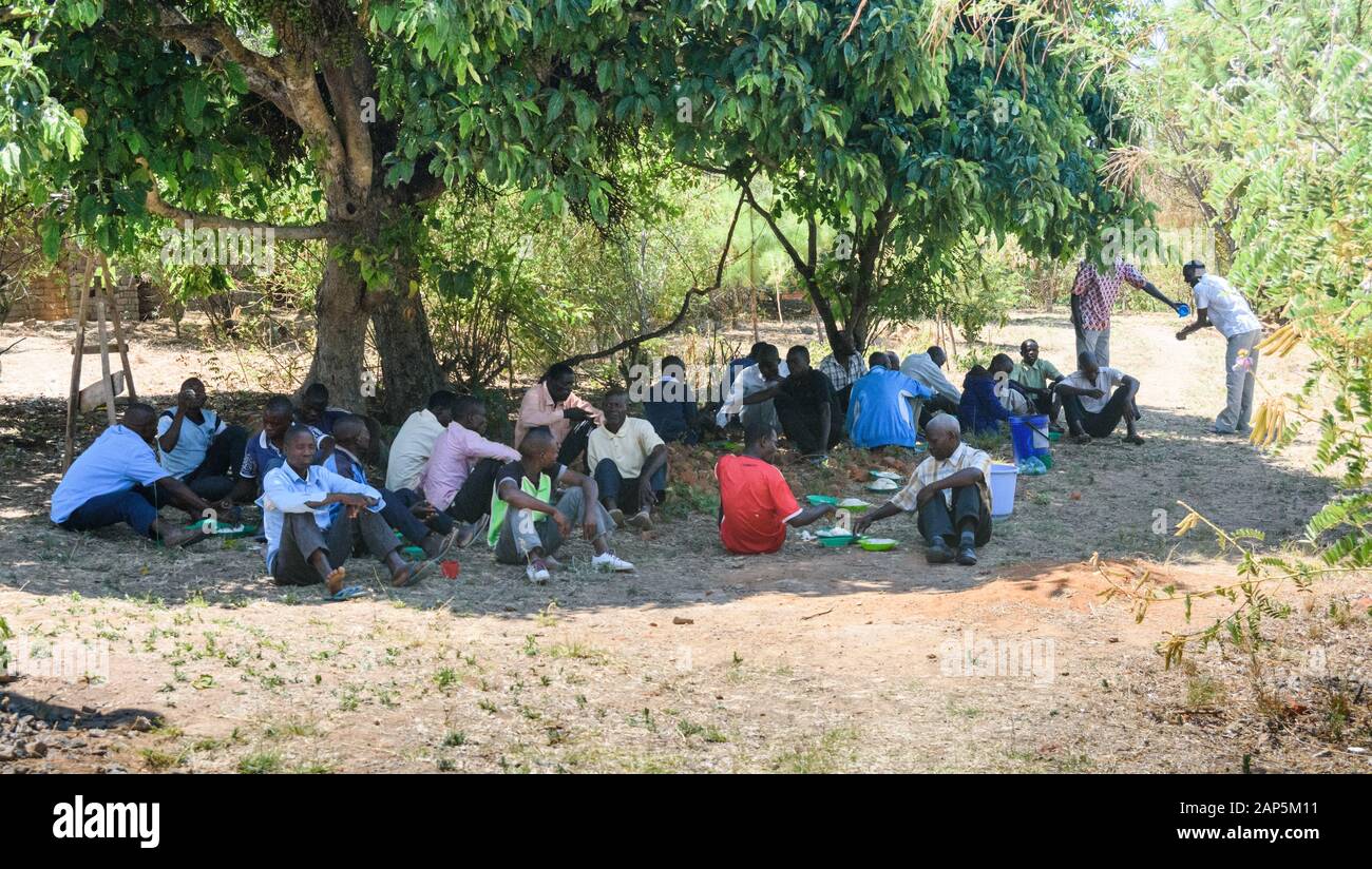 Eine große Gruppe malawischer Männer sitzt auf dem Boden unter einem großen Baum, um Mittagessen von Maisbrei zu essen Stockfoto