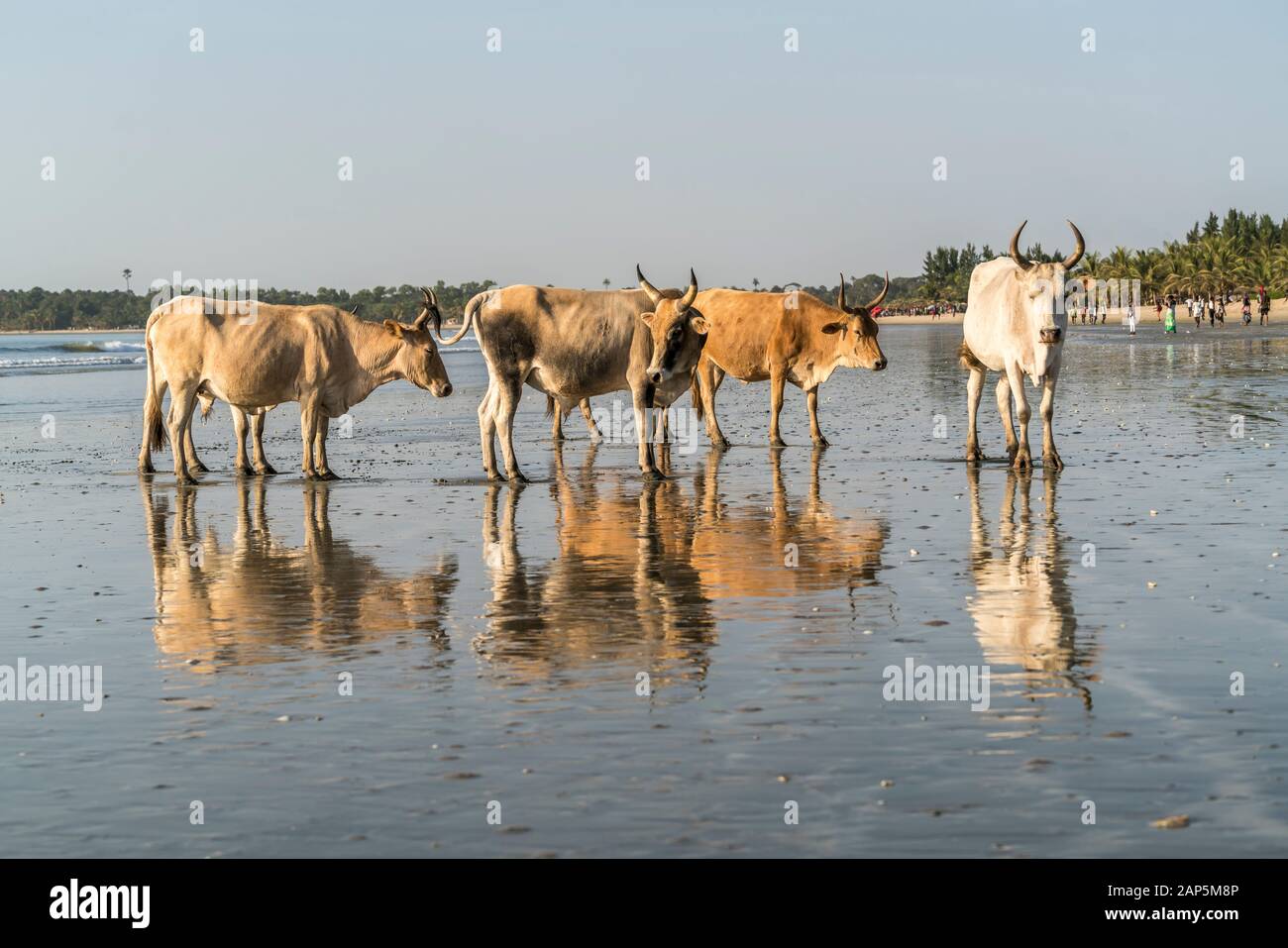 Afrikanische Rinder frei am Strand von Sanyang, Gambia, Westafrika | Afrikanische Vieh Roaming kostenlos am Strand in Sanyang, Gambia, Westafrika, Stockfoto