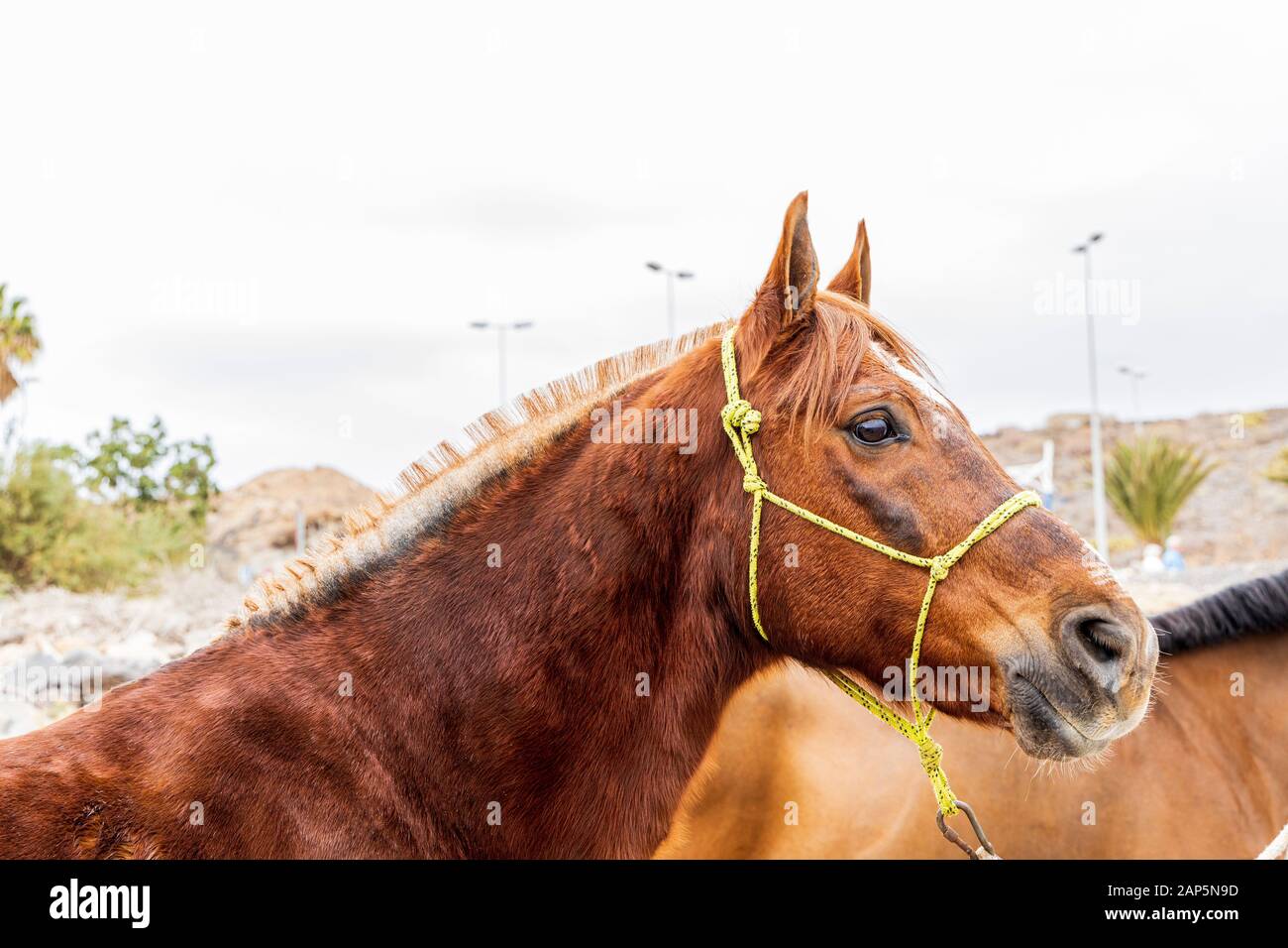 Pferd bereit für die San Sebastian Fiesta. Jedes Jahr werden die Tiere am Heiligen Tag hierher gebracht und vom Einheimischen gesegnet Stockfoto