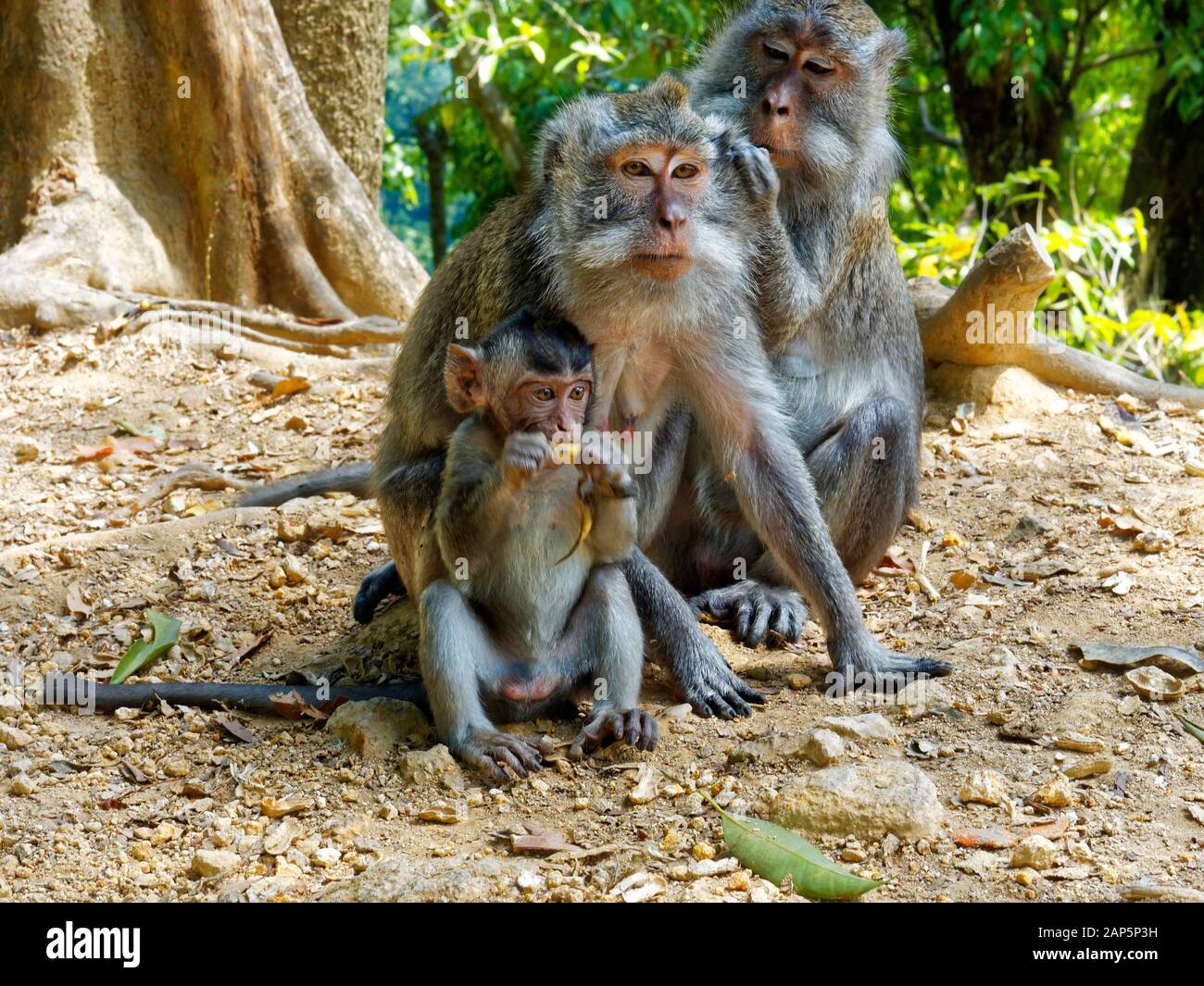 Pusuk Monkey Forest, Affen, Insel Lombok, Indonesien, Asien Stockfoto