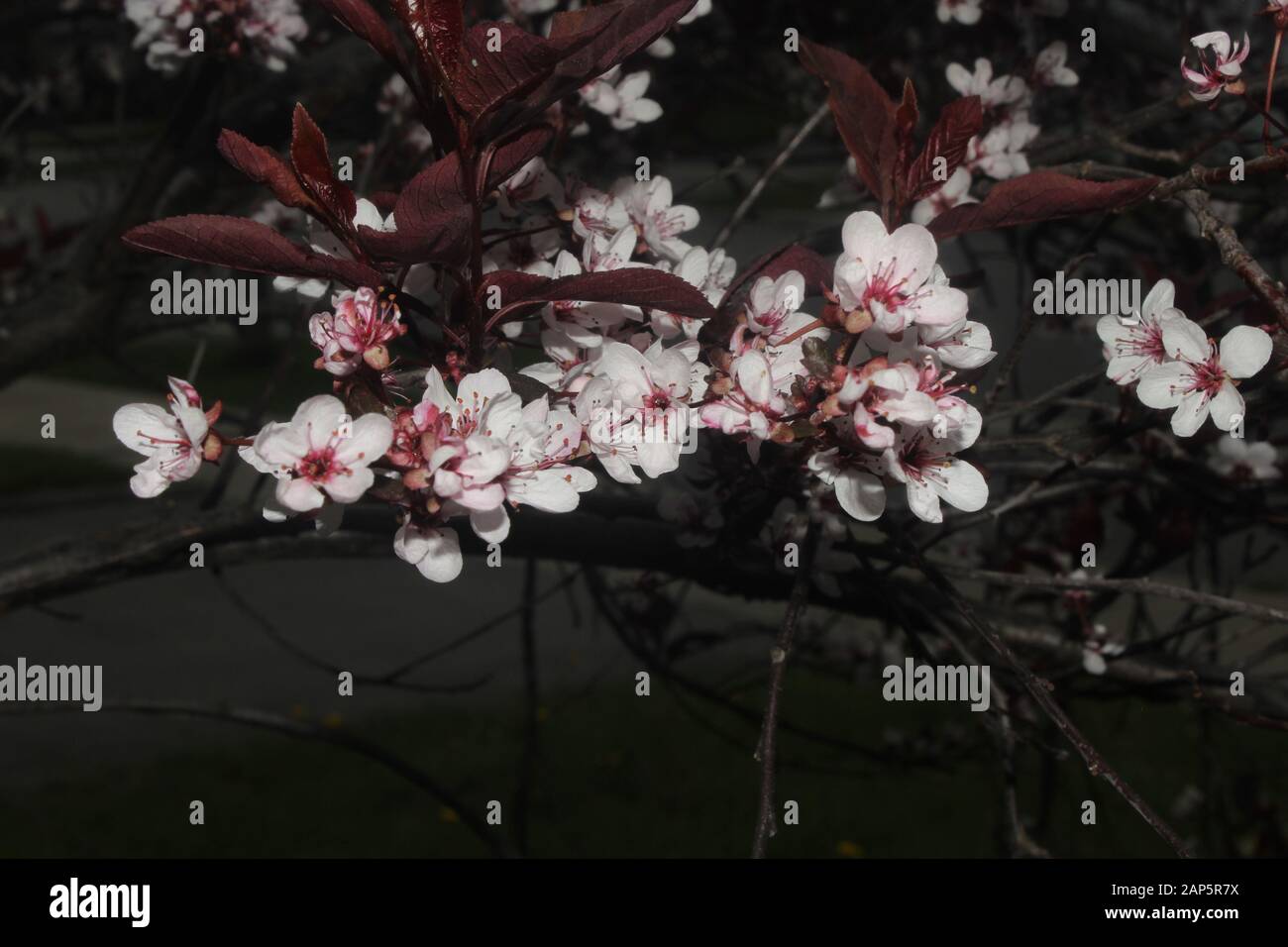 Nahaufnahme eines lila Blatt-Sandkirschbusches Stockfoto