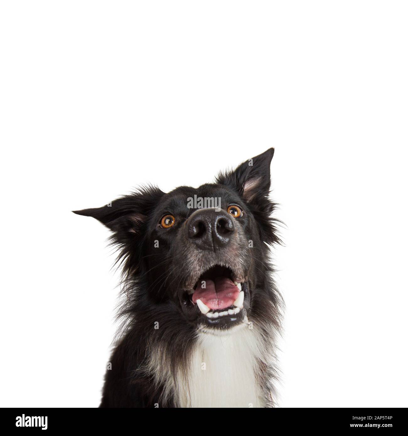 Nahaufnahme des Porträts von lustigen Emotionen des reinrassigen Hundes. Öffnen Sie den Mund und die großen Augen, die auf aufmerksames starren und auf Essen warten. Staunte Grenze Collie Expr Stockfoto