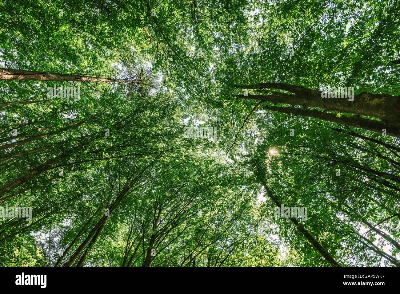 Im stillen Wald, Low Angle View unter hohen Laubbäumen im Sommer Stockfoto