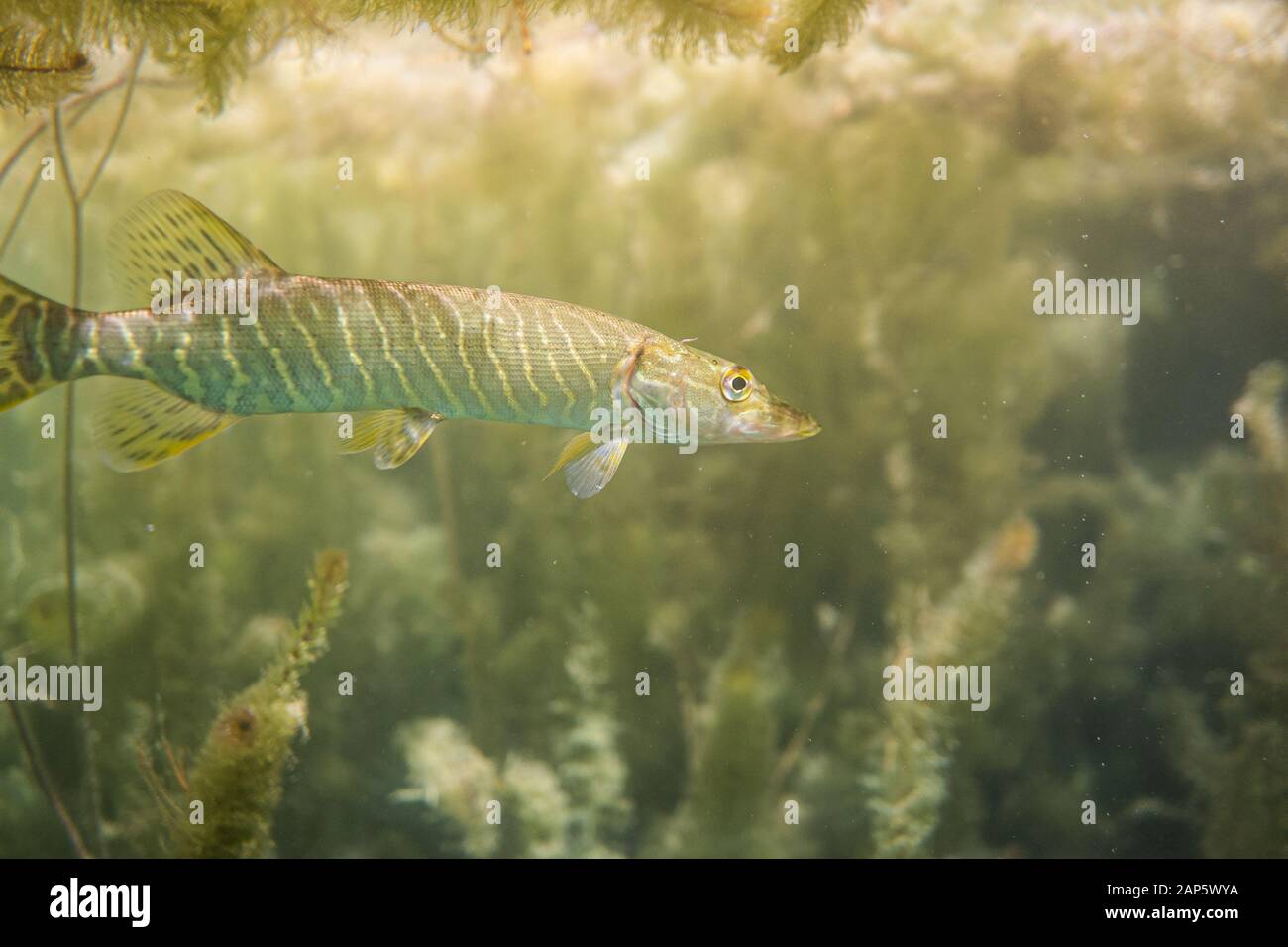 Kleine Hecht in einem See in Österreich, einen Hecht unter See Gras Stockfoto