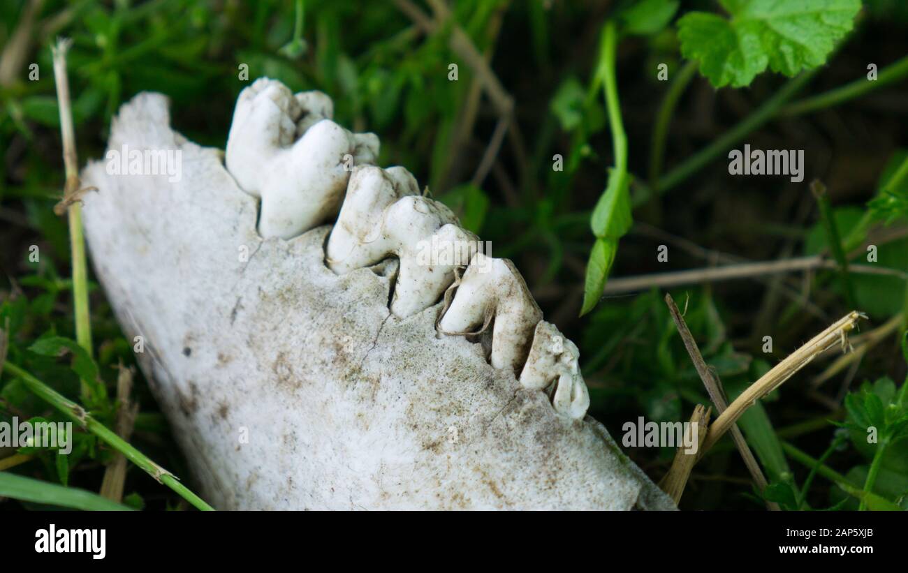 Tierzähne in einem Skelettkieferknochen. Stockfoto