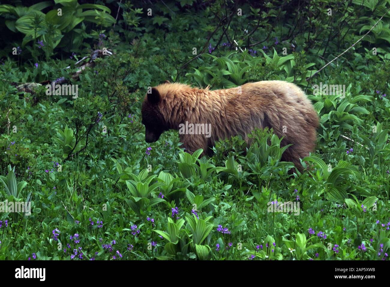 Schwarzer Bär im Field Mount Rainier National Park Washington State USA Stockfoto