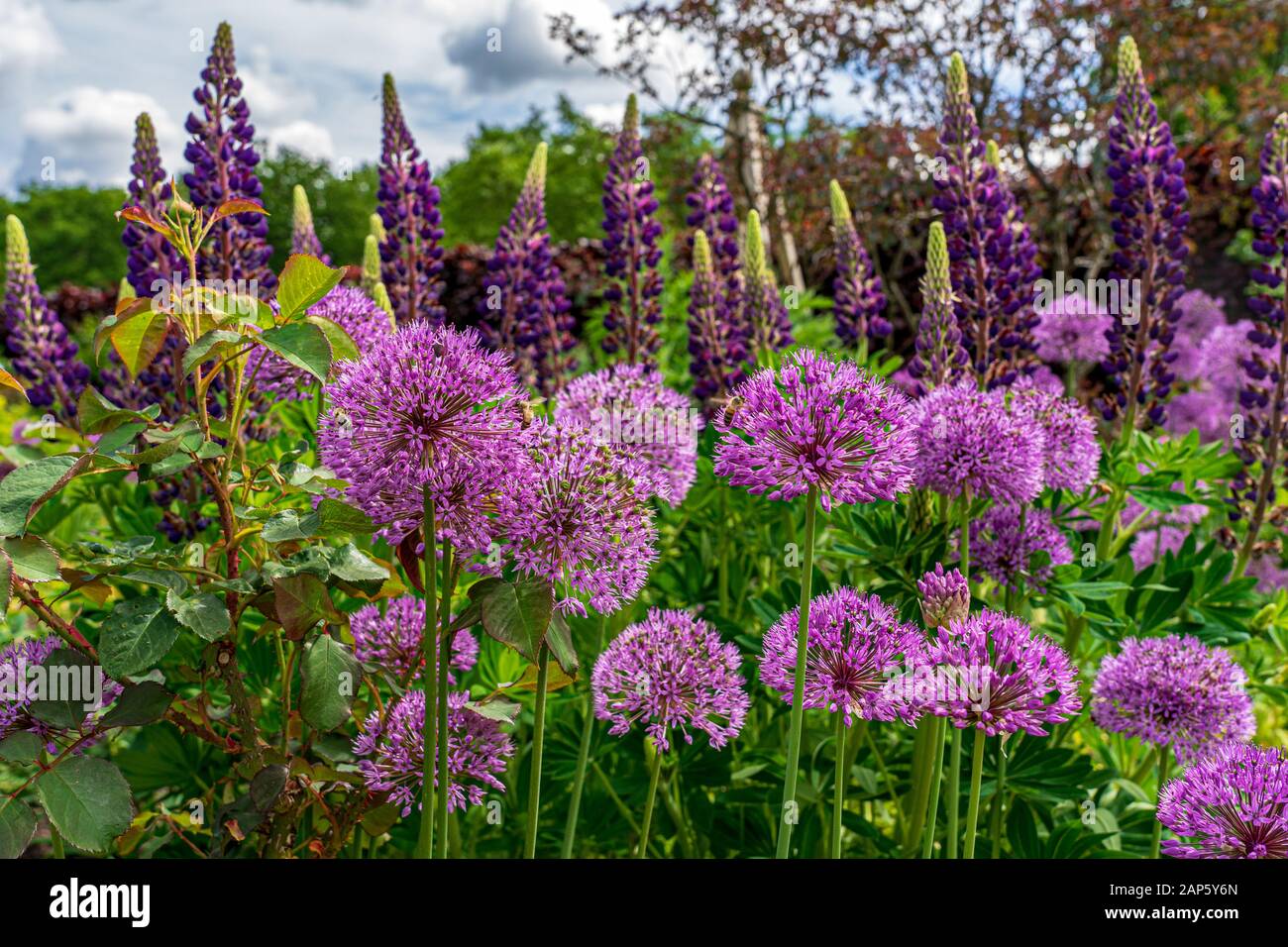 Allium hollandicum Purple Sensation und majestätische Turmspitzen von lila Lupinen in gemischter Grenze im späten Frühling in einem englischen Landgarten Stockfoto