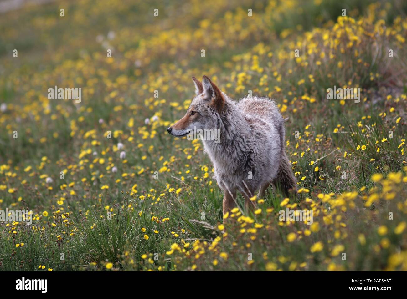Coyote in der Blumenwiese auf dem Bergrücken Rocky Mountains Colorado Stockfoto