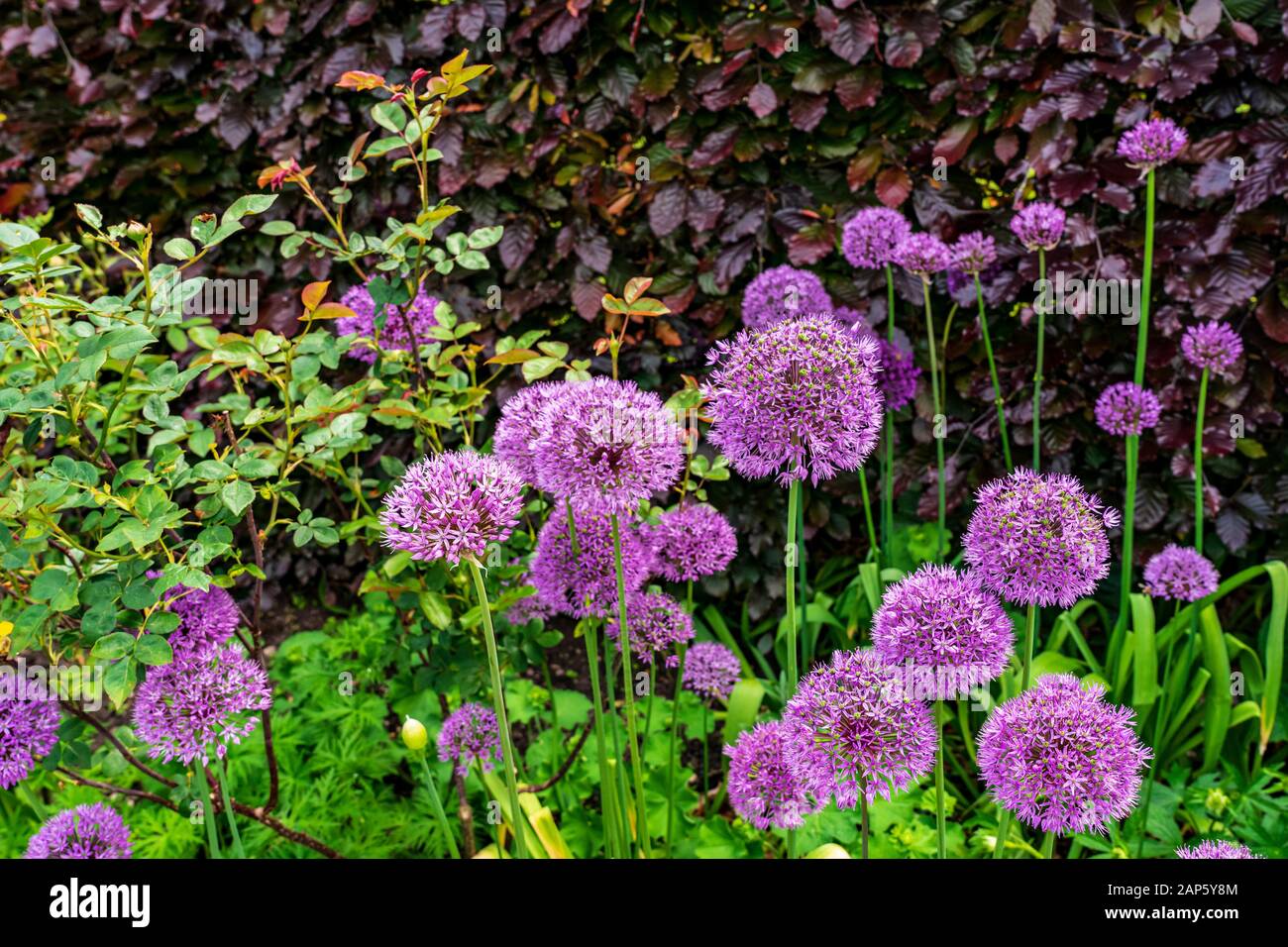 Violette, in einem gemischten Blumenrand wachsende Gallien vor dem Hintergrund der violetten Blätter einer Kupferbuchen-Hecke Stockfoto