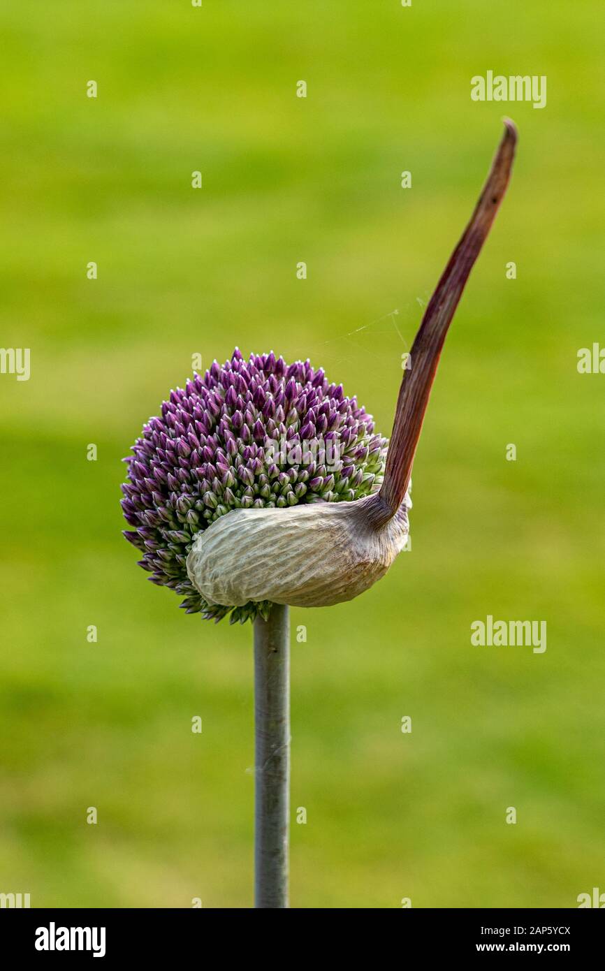 Eine einzelne Allium hollandicum Blumenknospe, die aus ihrer äußeren später mit grünem Hintergrund und Kopierraum auftaucht Stockfoto