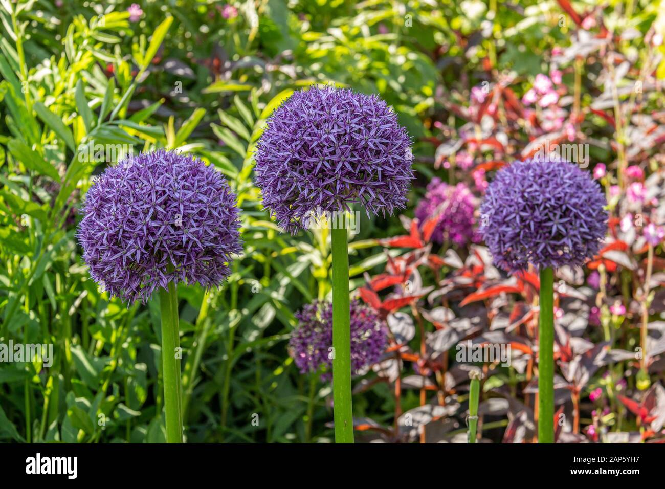 Hohe, blaue allium Blumen in einer sonnigen Gartengrenze mit grünem und violettem Laub im Hintergrund Stockfoto