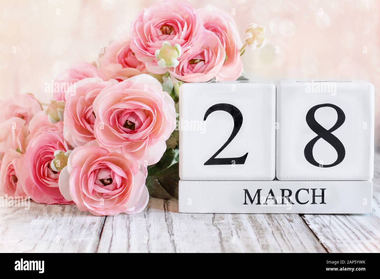 Weiße Holzkalendare mit dem Datum 28. März und rosafarbene Ranunculus Blumen über einem Holztisch. Selektiver Fokus mit verschwommenem Hintergrund. Stockfoto