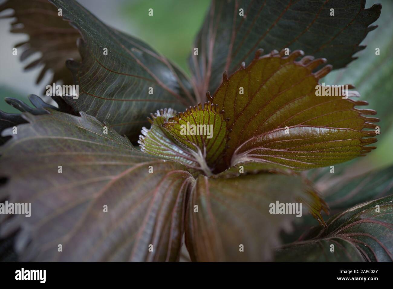 Acalypha wilkesiana' Haleakala' Strauch, ganz nah. Stockfoto