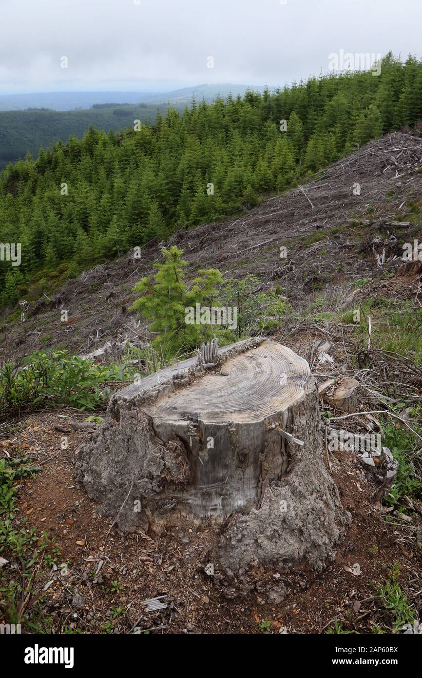 Drohnenantenne Clear Cut Logging Olympic Peninsula Stockfoto