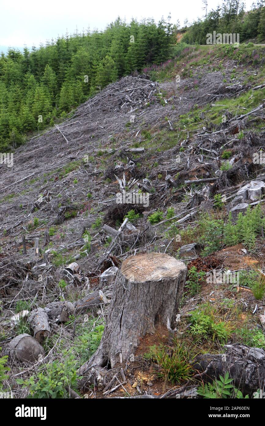 Drohnenantenne Clear Cut Logging Olympic Peninsula Stockfoto