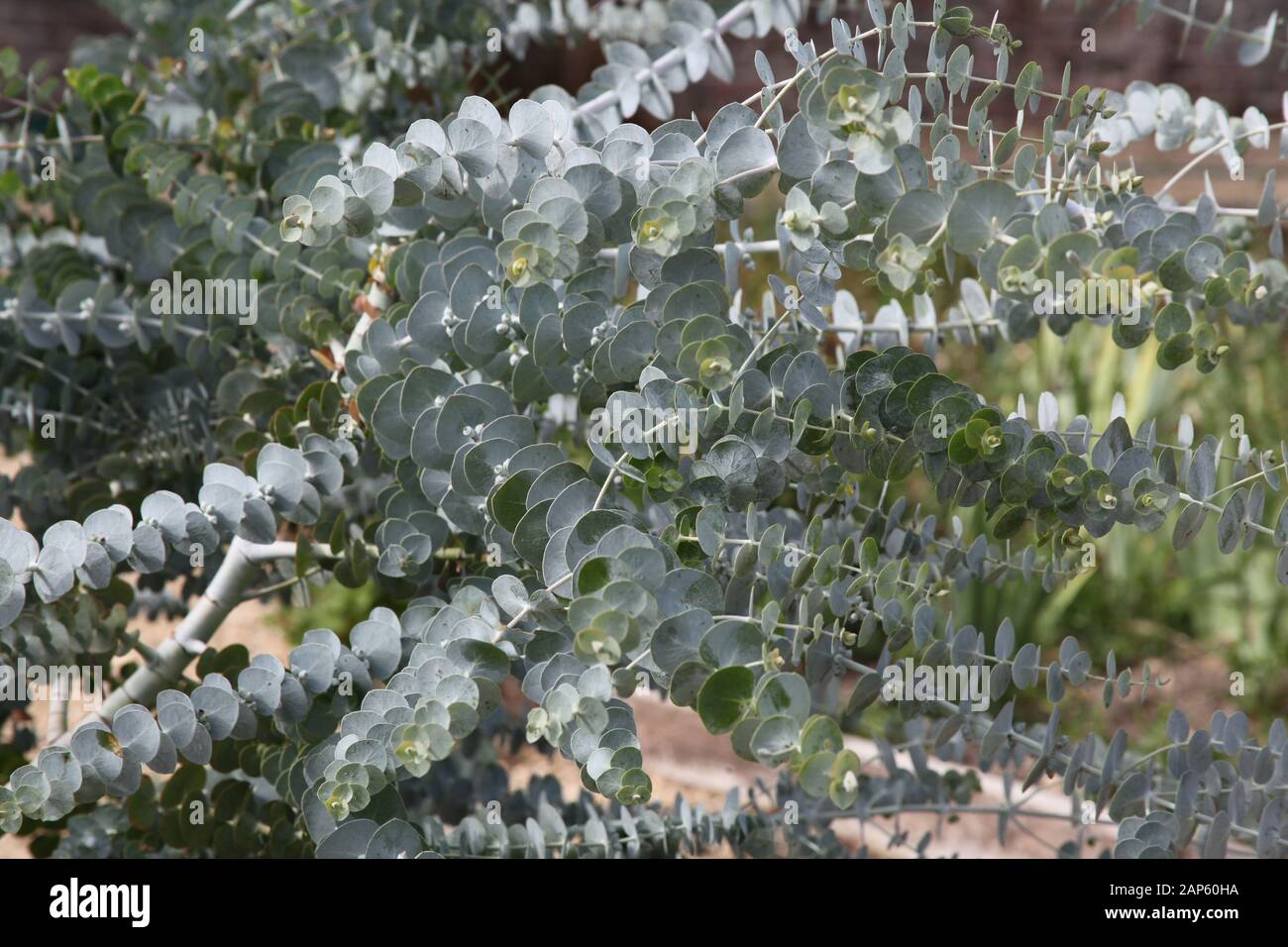 Eukalyptus verlässt ein Baby-Blau Stockfoto