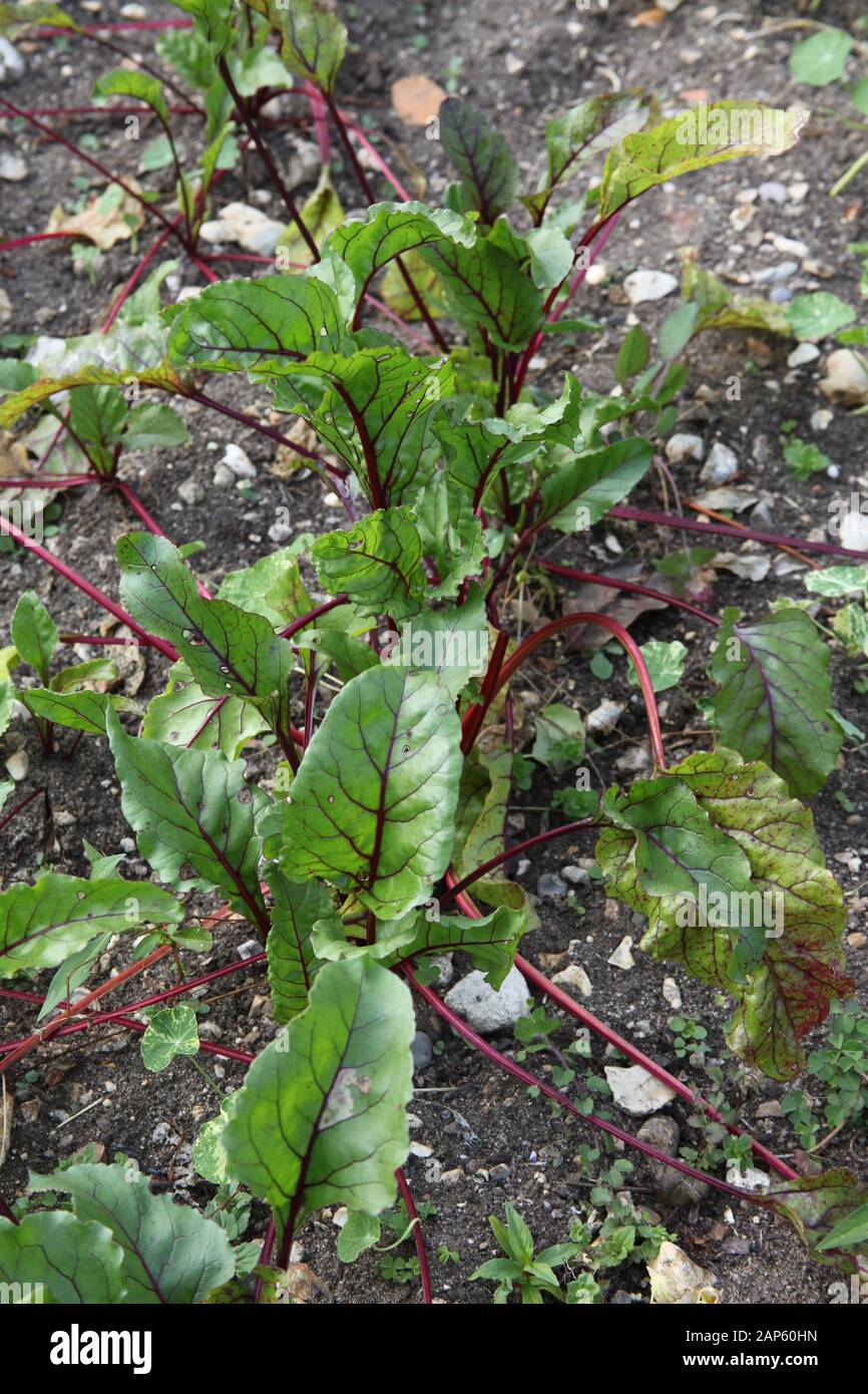 Rote Beete Pflanzen Stockfoto
