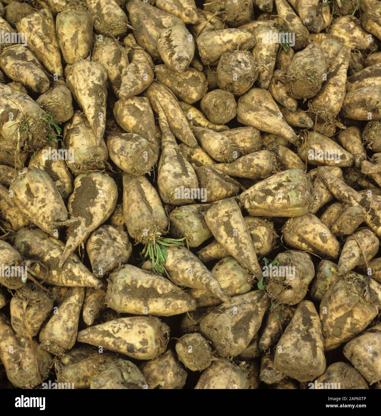 Stapel von geerntet, überstieg Zuckerrüben Wurzeln, bereit für den Transport in der Zuckerfabrik, Cambridgeshire, November Stockfoto