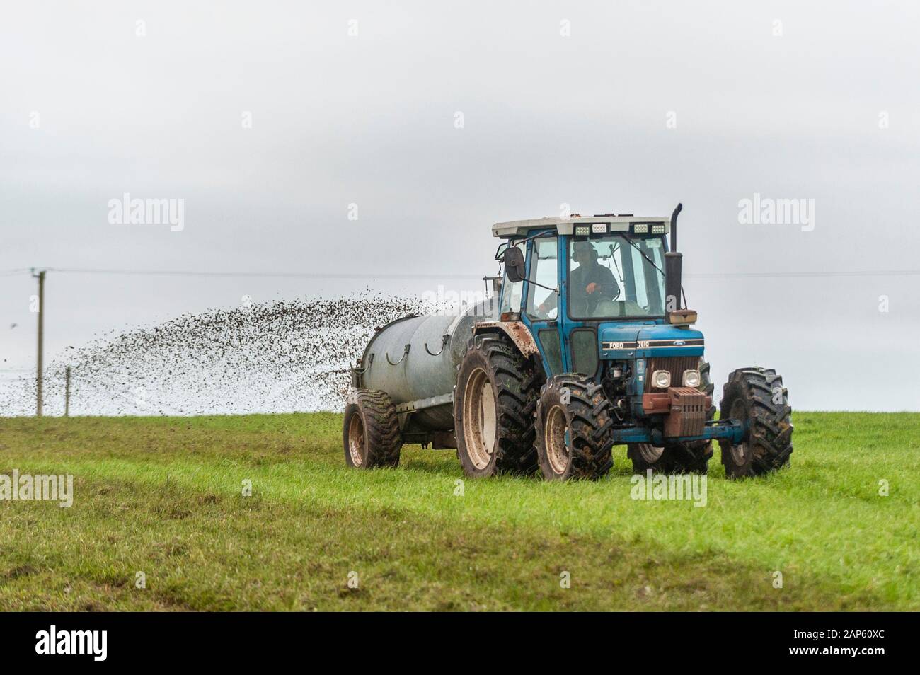 Ballydehob, West Cork, Irland. Januar 2020. Ein Landwirt aus Ballydehob sprüht an einem bewölkten Tag in West Cork Gülle auf seinem Feld. Quelle: AG News/Alamy Live News Stockfoto