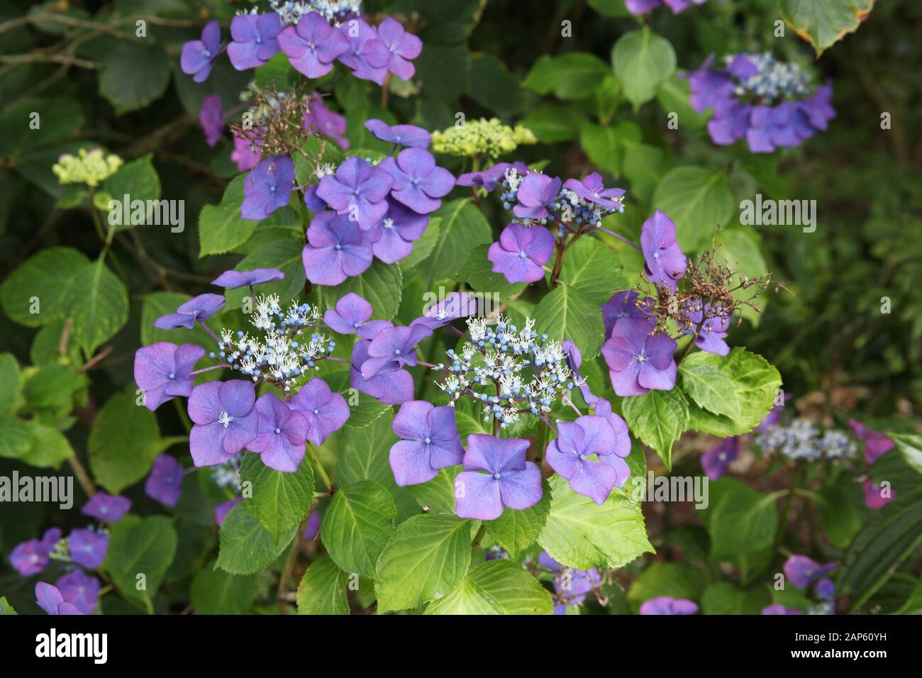Die Blumen eines blauen Hydrangea-Baumes Stockfoto