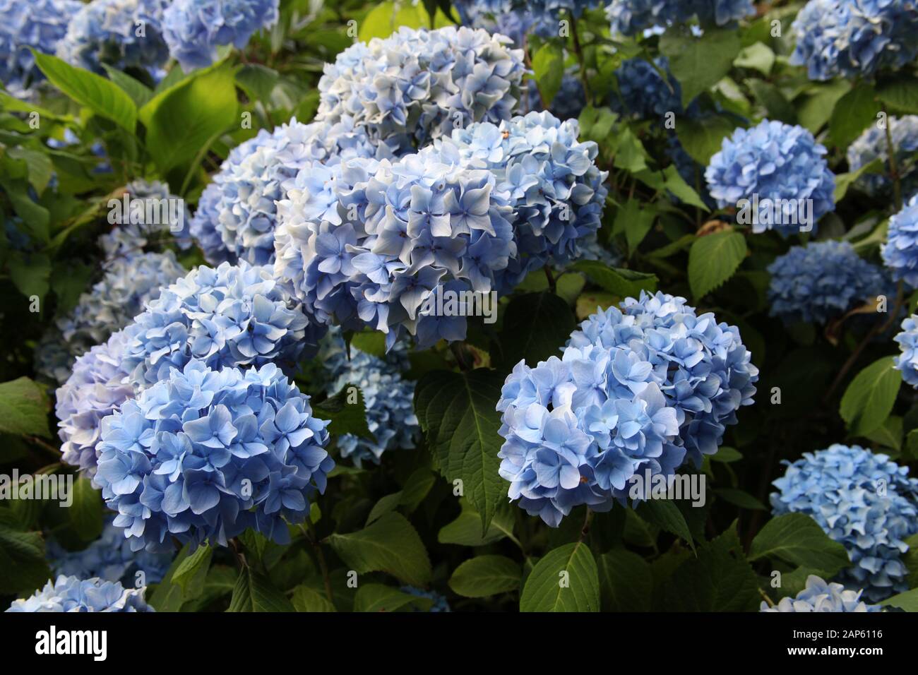 Blaues Big-Blättchen-Hydrangeas, Stockfoto