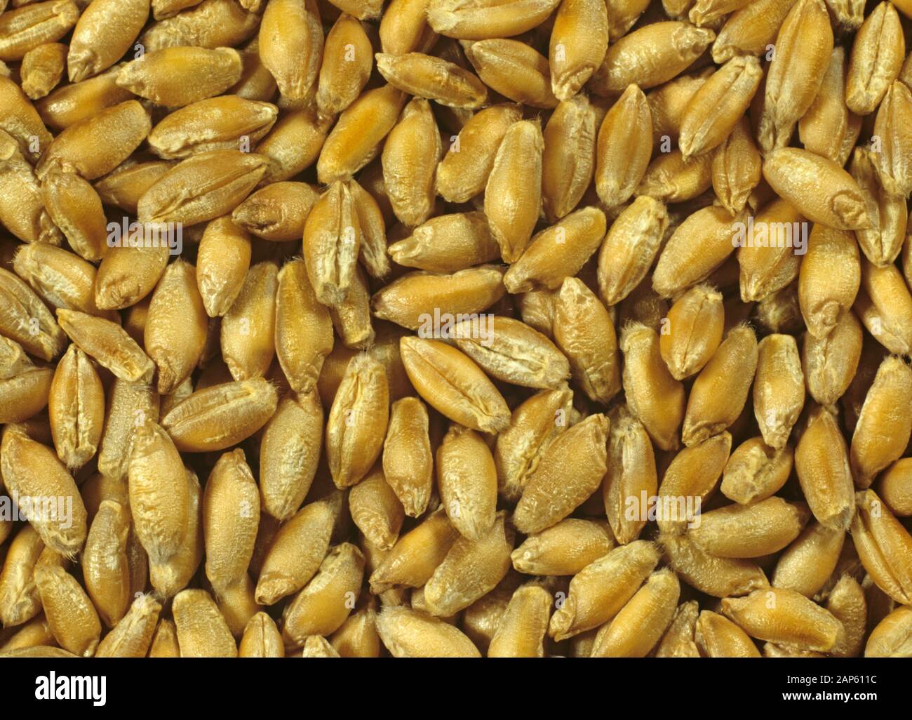 Triticale saatgutvariett Lasko, X Triticosecale, ein Msli Kreuz zwischen  Weizen (Triticum) und Roggen (secale Stockfotografie - Alamy
