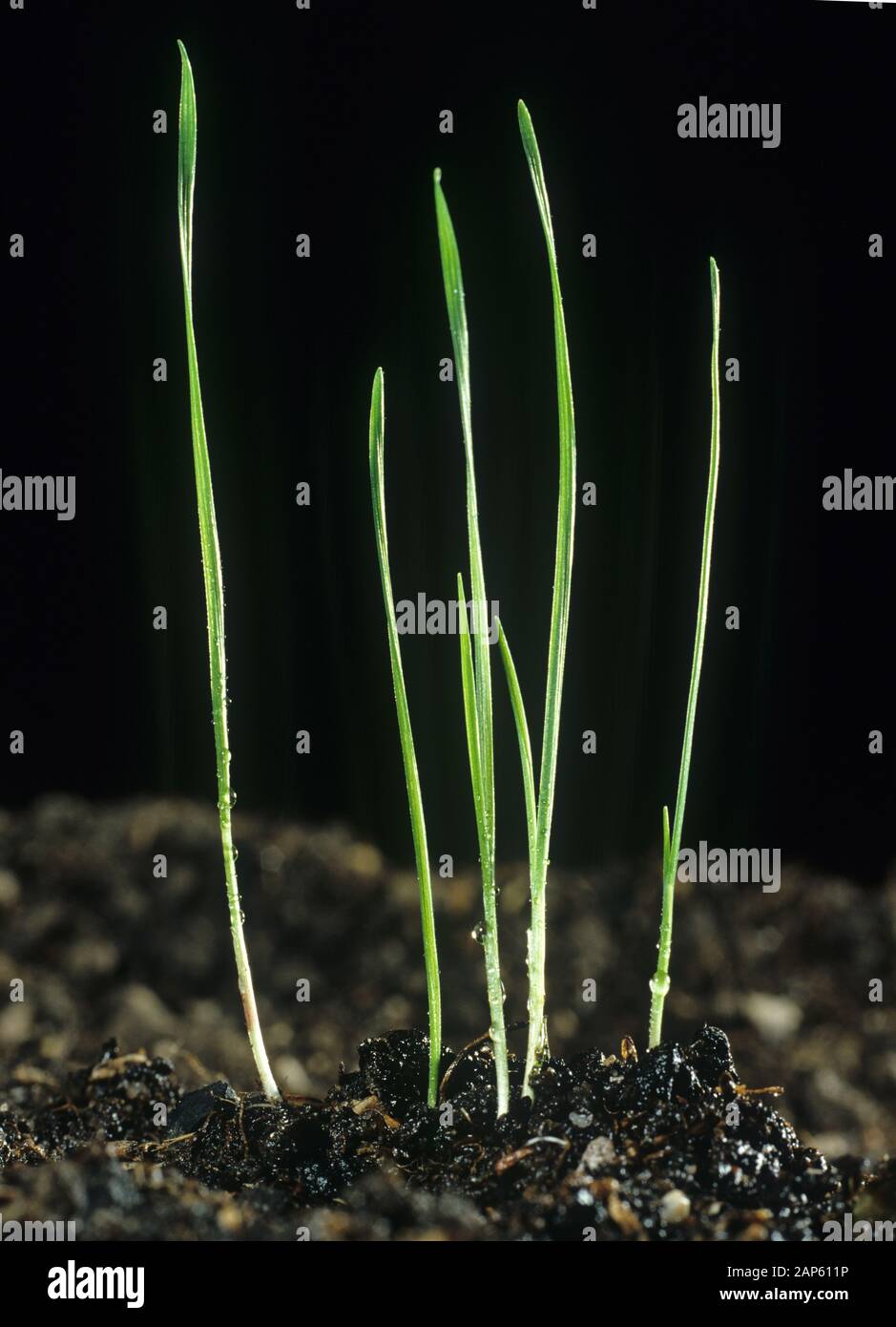 Blackgrass (alopecurus Myosuroides) Sämling Unkraut Gräser bei Einzel- und frühen zwei blattstadium Stockfoto